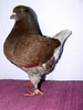 40350-08 H mic