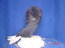M 2009 BG