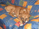 roocco
