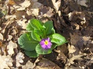 primula
