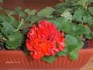 muscata rosie 2009