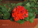 muscata rosie 2009
