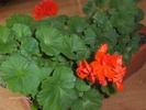muscata rosie 2009