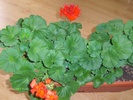 muscata rosie 2009