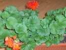 muscata rosie 2009