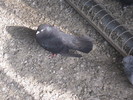 IMG_2470