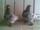 poze feb 2011 006