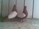 poze feb 2011 004