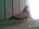 poze feb 2011 002