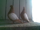 poze feb 2011 001