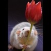 poze_1-Martie_Martisor-funny-150x150