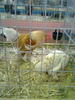 expo2011 (31)