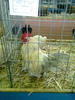 expo2011 (32)