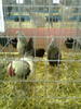 expo2011 (35)