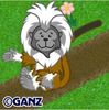 cotton tamarin