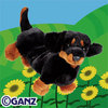 dachshund