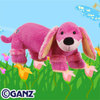 dazzle dachshund