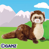 ferret
