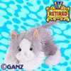 grey and white cat