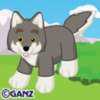 grey wolf