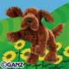 irish setter