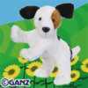 jack russel