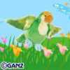 parakeet