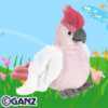 pink cockatoo