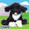 portugase water dog