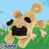 pug