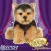 signature short haired yorkie