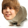 Mouse Bieber