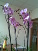 orhidee 4 tije !!