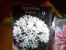 agapanthus