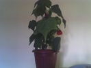 abutilon red