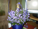 campanula