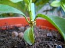 multiflora crytoceras