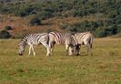 zebre