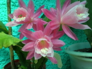 Epiphyllum lebensfreude