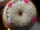 Mammillaria