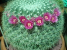 Mammillaria hahniana