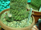 Mammillaria goodrichii