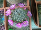 Mammillaria zeilmanniana