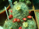 Mammillaria Prolifera var Texana
