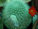 Rebutia senilis