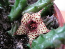 Huernia volkartii (2)