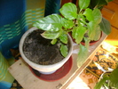 DSC00728