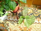 DSC00729