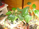 DSC00730