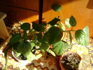 DSC00731